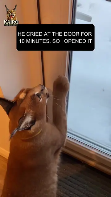 He Begged to Go Outside for 10 Minutes... Then THIS Happened 😹❄️ 