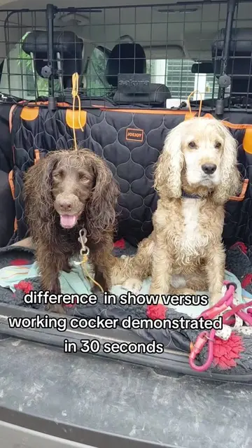 love walking both, but the workers are just always so busy #dogwalker #dogwalker