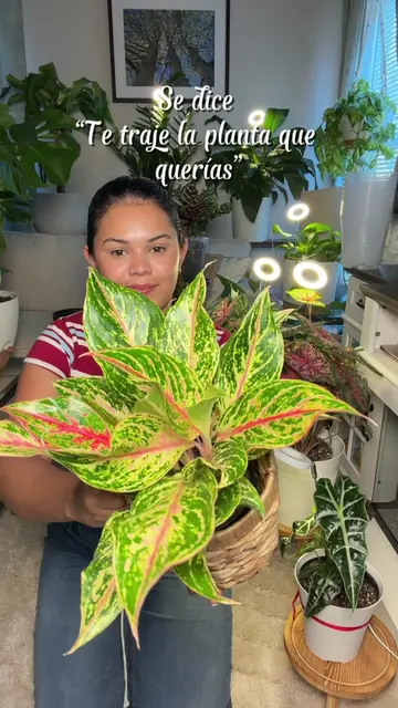 No se dice “te amo” 🥹❤️ se dice: “te traje la plantita que querías” 🌱🪴😂 #Pla