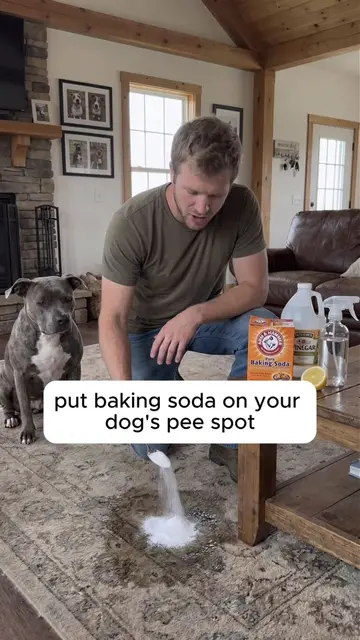 Link in bio for PawMergency. Follow for more of my dog tips like this pee stain+