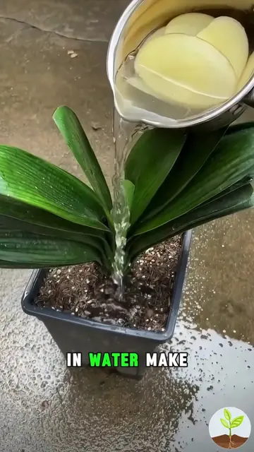 Stop Throwing Away These Peels! 🍌🥔 4 Garden Hacks to Try Your kitchen leftover