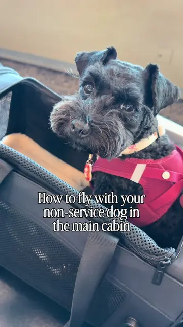 Flying with Olive was a lot easier than I thought it would be! I’ve received a l