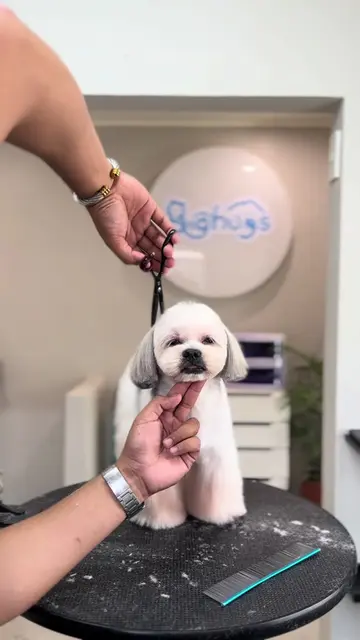 #petgrooming #professionalpetgroomer #shihtzu #pet #pampanga 