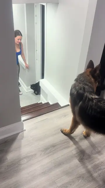 I can’t get over this video😂😭 #blackcat #batman #fyp 