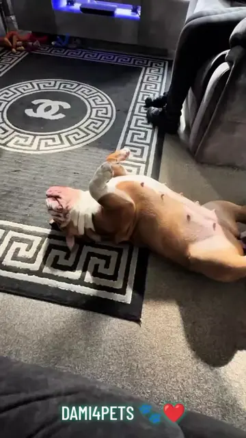 Your dog does this to other dogs… but it might NOT mean what you think. 👀🐕 The