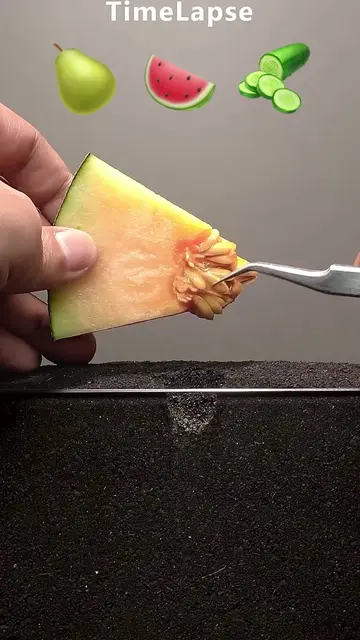 Growing honeydew melons 🍈, watermelons 🍉, and cucumbers 🥒 #gardeningtiktokcon