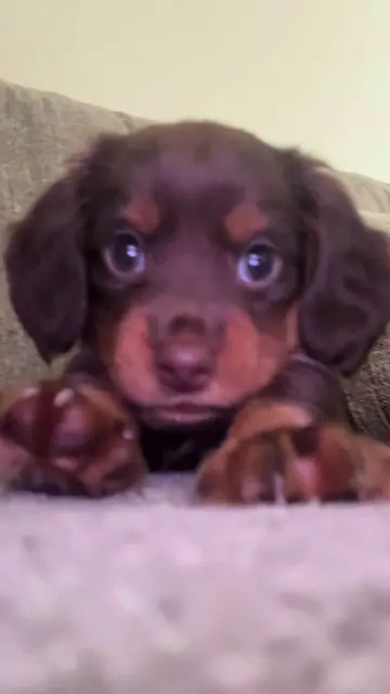 My first day home❤️   #dachshundsoftiktok #puppytiktok #trending #doxiesoftiktok