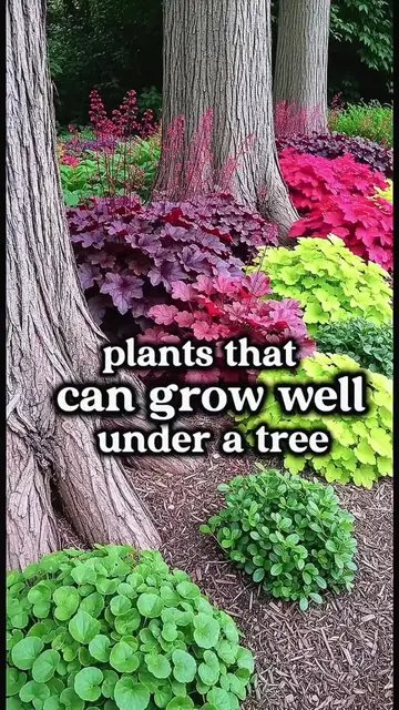 5 Plants That Grow Well Under Trees 🌿 1. Hosta – Excellent for shady areas and 