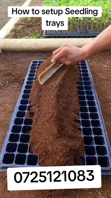 How to Set Up Seedling Trays Prep the Trays & Soil: Clean 72- or 128-cell seedli