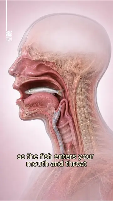 What Happens If You Swallow a Live Fish? - If you swallow a live fish, it may ke