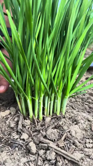 🌱🔪 Efficient Chive Harvesting with Stem Clamp and S