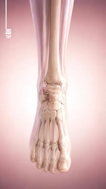 What Happens Inside a Sprained Ankle - What really happens inside your ankle whe