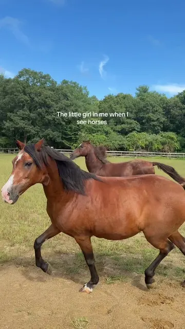 Been my favs since I could speak!!!! #horsesoftiktok #rescuehorses #horsegirls #