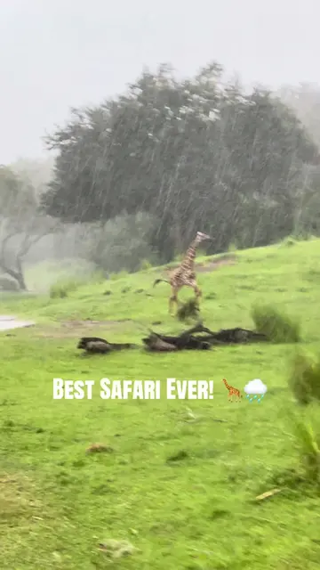 We had the most beautiful safari ever at Animal Kingdom! It started raining just