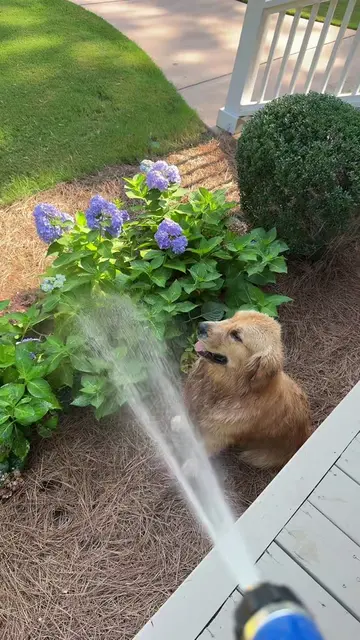 Another day in Teddy’s world 🤪 #teddy #goldenretriever #goldenretrieverlife #do
