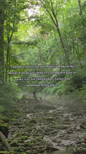 Before European colonization, places like Ohio were full of Lush, dense forests 