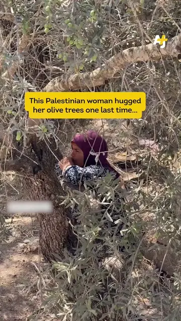 A Palestinian woman hugged her olive tree one last time as Israel continues to u