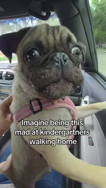 Omg my dog is so embarrassing hahahaha 😅 #pugs #dogsoftiktok 