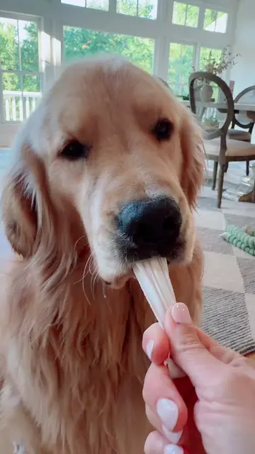 Oh Teddy what will I do with you 😂 🧦 #teddy #goldenretriever #goldenretrieverl