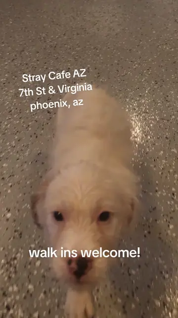 Good Morning from #STRAYCAFEAZ it's quiet and cool in here, and there's a big gr