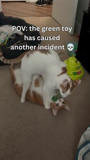 the green toy lore continues… 💀#orangecat #orangecatbehavior #catsoftiktok #fun