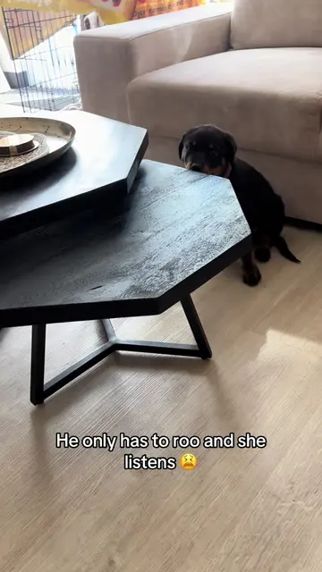 😅😅 #rottweiler #dogs #puppy 