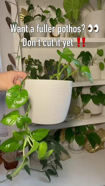 My favorite trick for making a pothos look fuller 🌱 NO chopping required 👀    