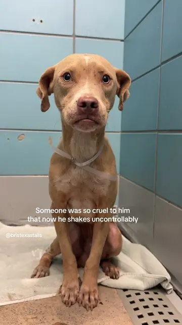 Update: Safe with @strongpawsrescue 🙏  For updates please check their Instagram