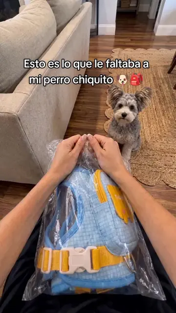 Encontré lo que le faltaba a mi perrito😍🎒 #perros #accesoriosparaperros #mamad