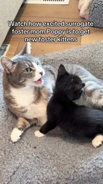 Now that the foster kittens are healthy, it is time to start the introductions t