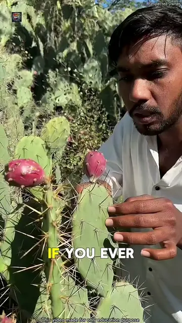 🌵😱 Never judge a cactus by its scary spikes! Some cacti can have delicious fru