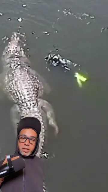Massive crocodile spotted in FLORIDA #florida #creepy #scary #crocodile #fyp
