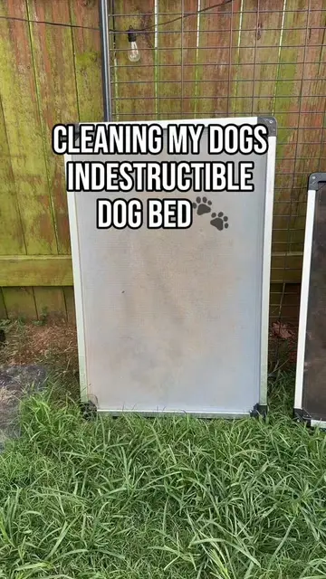 Would you wash it or replace it? 👀🐾 #CleanTok #dogsoftiktok #dogmomlife #clean
