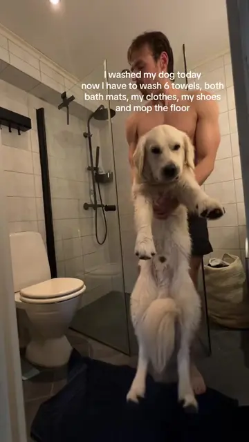 POV gotta have the yearly shower #goldenretriever #funny #dog 