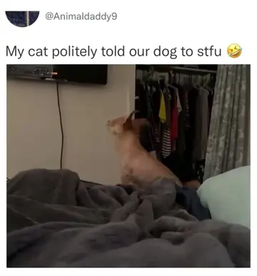 He just wanted a hug 🤗 🐾🐱❤️🐶🫶🏼