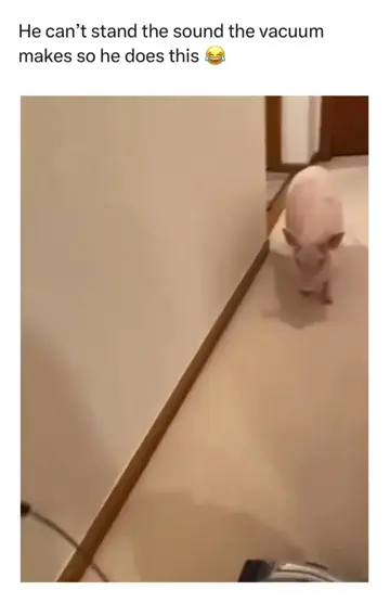🐽🐷❤️😂😂🫶🏼🥰 author unknown