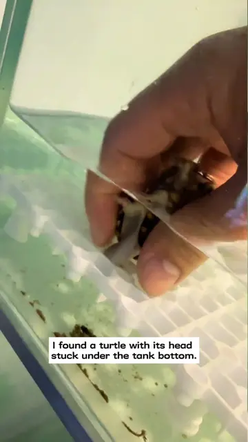 I found a turtle with its head stuck under the tank bottom and then…#rescue #ani