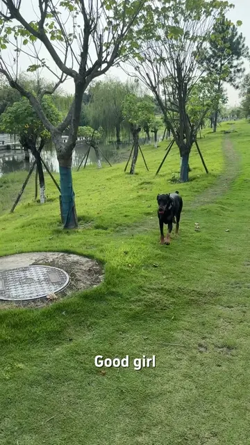 Every dog parent worries about their dog accidentally running off during a walk.