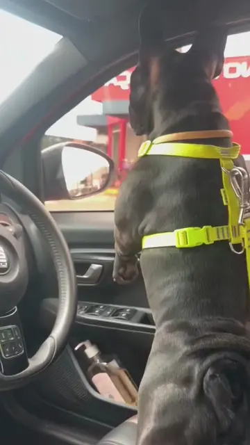 Funny French bulldog #dog #dogsoftiktok #frenchbulldog #funny #cute 
