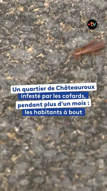 À Châteauroux, les habitants ont vécu un calvaire cet été. Des cafards ont envah