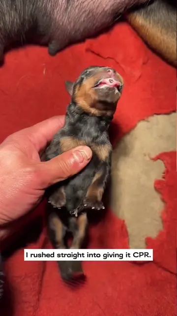 I found a newborn puppy all stiff and unresponsive and then…#rescue #animals #fy
