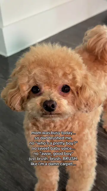 I need my mommy immediately 😭 #toypoodle #dogsoftiktok #tiktokgrowth #doglife #