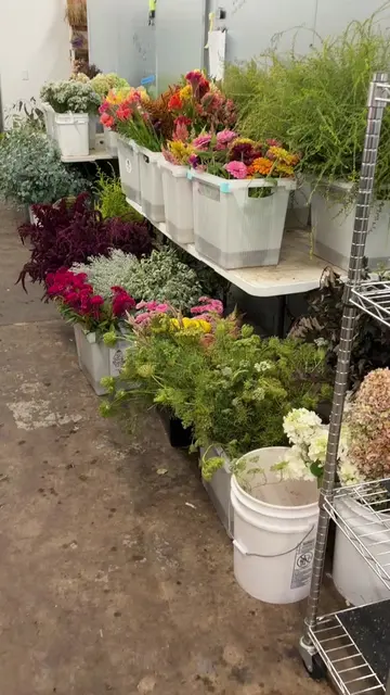 Our cooler is bursting with dahlias, treat yoself today or tomorrow 6am-noon. Sh