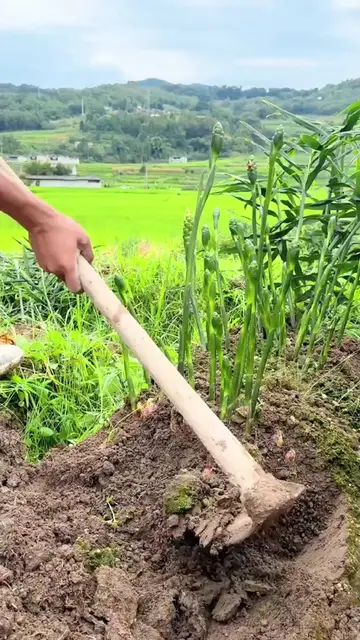 Digging Up Fresh Ginger Roots with Hoe 🌾 #satisfying  #shorts