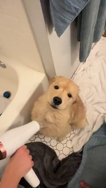 The fluffiest girl #goldenretriever #dogsoftiktok #doglife #fluffy #puppiesoftik