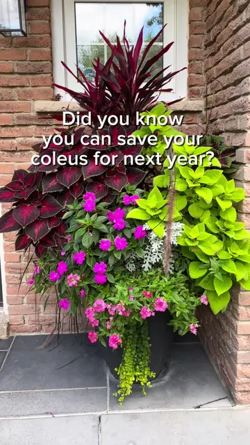 Don’t rip out your coleus just yet! 🌿👀 Did you know you can save your coleus a