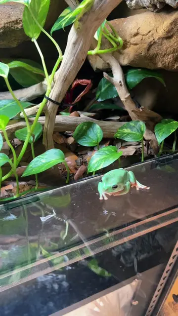 YOU’RE EATING A DOOR 🐸 #frog #frogs 