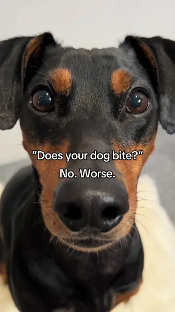 So scary😱🦇#dog #dogsoftiktok #funnydog #doglover #doggo 