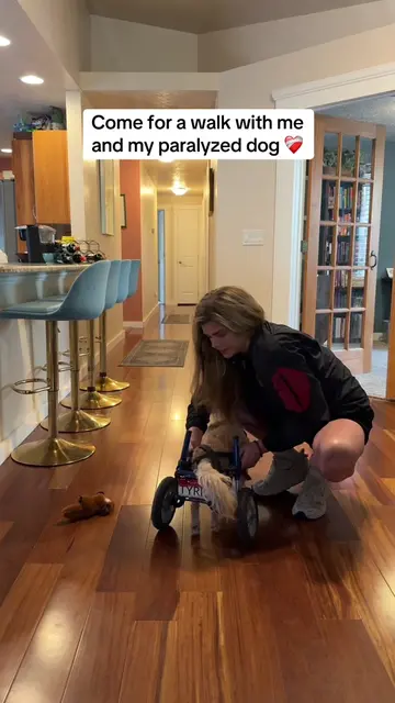 Leave a comment if Tyrion makes you smile 🥰❤️‍🩹 #dogsoftiktok #cutedog #disabl