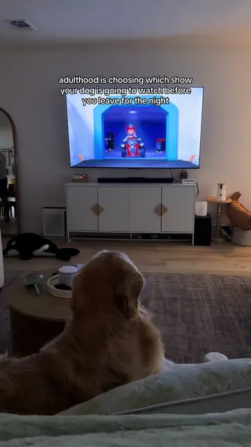 he said “you’ve already watched 2 seasons”😭😭 #reefthegolden #goldenretriever 